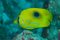 BD-130711-Maldives-0176-Chaetodon-bennetti.-Cuvier.-1831-[Bluelashed-butterflyfish].jpg